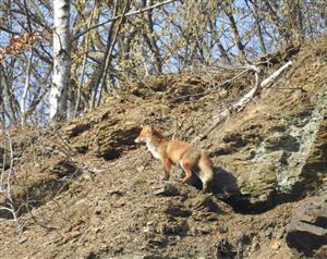 Líška hrdzavá (Vulpes vulpes)