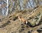 Líška hrdzavá (Vulpes vulpes)