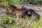Nutria riečna