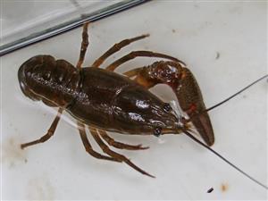Astacus astacus