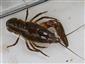 Astacus astacus