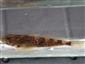 Cottus gobio