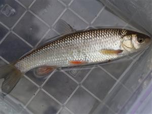 Squalius cephalus