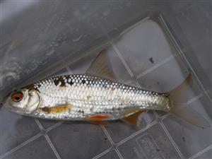 Rutilus rutilus