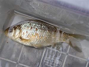 Carassius gibelio