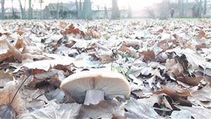 Pôvabnica dvojfarebná (Collybia personata)