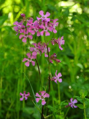 Smolnička obyčajná (Viscaria vulgaris)