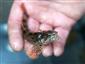 Cottus gobio