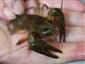 Astacus astacus