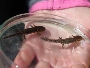 Salamandra salamandra