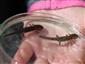 Salamandra salamandra