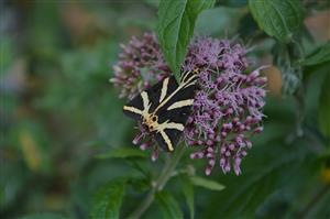 Callimorpha quadripunctaria.