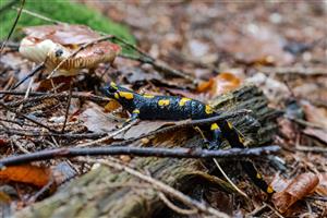 Salamandra škvrnitá