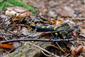 Salamandra škvrnitá