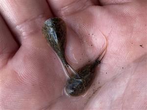 Triops cancriformis