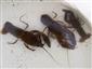 Astacus astacus