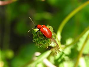 Ľaliovník obyčajný (Lilioceris lilii)