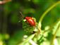 Lilioceris lilii (Scopoli, 1763)
