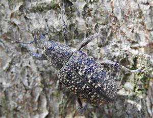 Tvrdoň smrekovcový (Hylobius excavatus)