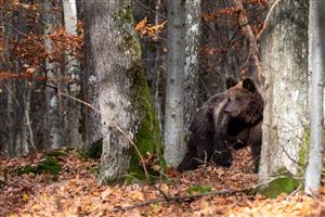 Medveď hnedý 