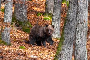 Medveď hnedý 