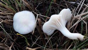 Lúčnica snehobiela (Cuphophyllus virgineus)