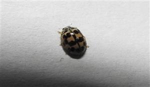 Lienka Oenopia conglobata