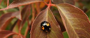 Lienka východná (Harmonia axyridis f. conspicua)