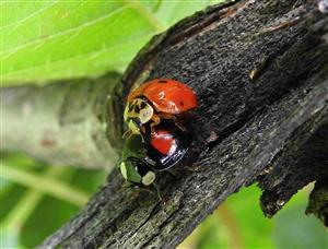 Lienka východná (Harmonia axyridis)
