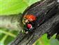 Harmonia axyridis (Pallas, 1773)