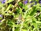Macroglossum stellatarum (Linnaeus, 1758)