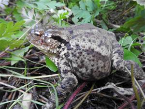 Ropucha bradavičnatá (Bufo bufo)