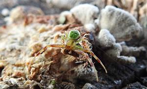 Kvetárik listový (Ebrechtella tricuspidata) M