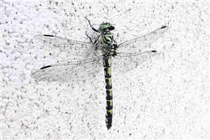 Klinovka čiernonohá (Onychogomphus forcipatus)