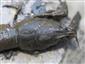 Astacus astacus