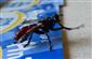 Cylindromyia bicolor (Olivier, 1812)