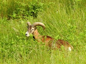 Muflón lesný (Ovis aries musimon)