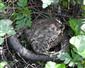 Užovka obojková (Natrix natrix)