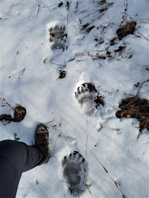 stopy - dospelý jedinec