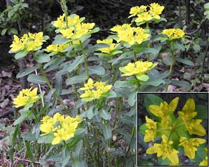 Mliečnik mnohofarebný (Euphorbia epithymoides)