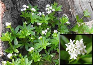 Lipkavec marinkový (Galium odoratum)
