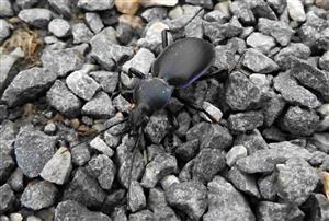 Bystruška fialová (Carabus violaceus)