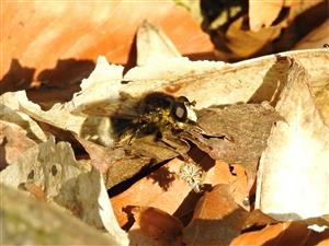 Pestrica Criorhina ranunculi