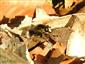 Criorhina ranunculi (Panzer, 1804)