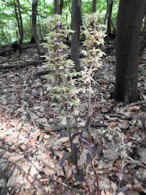 Kruštík modrofialový (Epipactis purpurata)