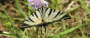 Vidlochvost ovocný (Iphiclides podalirius)