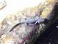Salamandra škvrnitá (Salamandra salamandra)