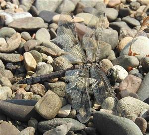 Vážka rybničná (Orthetrum cancellatum)