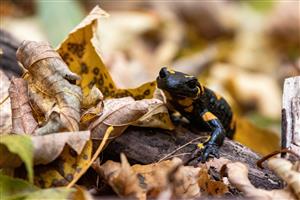 Salamandra škvrnitá