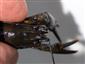 Astacus astacus